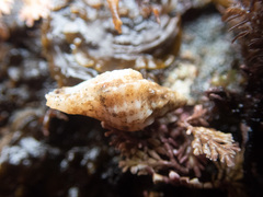 Paciocinebrina interfossa