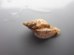 Paciocinebrina interfossa