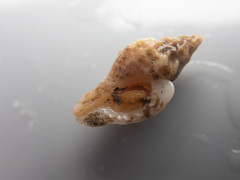 Paciocinebrina interfossa