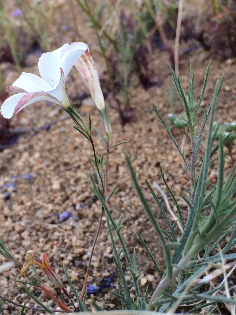 evening snow from Bright Star Wilderness, Weldon, CA, US on May 23