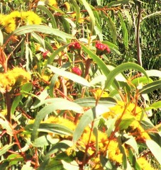 Eucalyptus erythrocorys