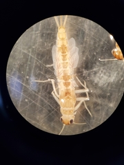 Callibaetis floridanus