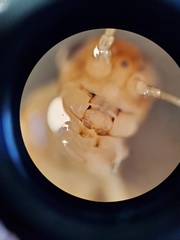 Callibaetis floridanus