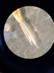 Callibaetis floridanus