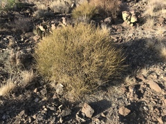 Ephedra trifurca