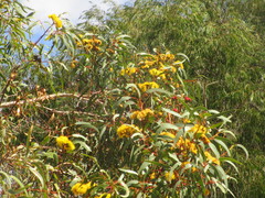 Eucalyptus erythrocorys