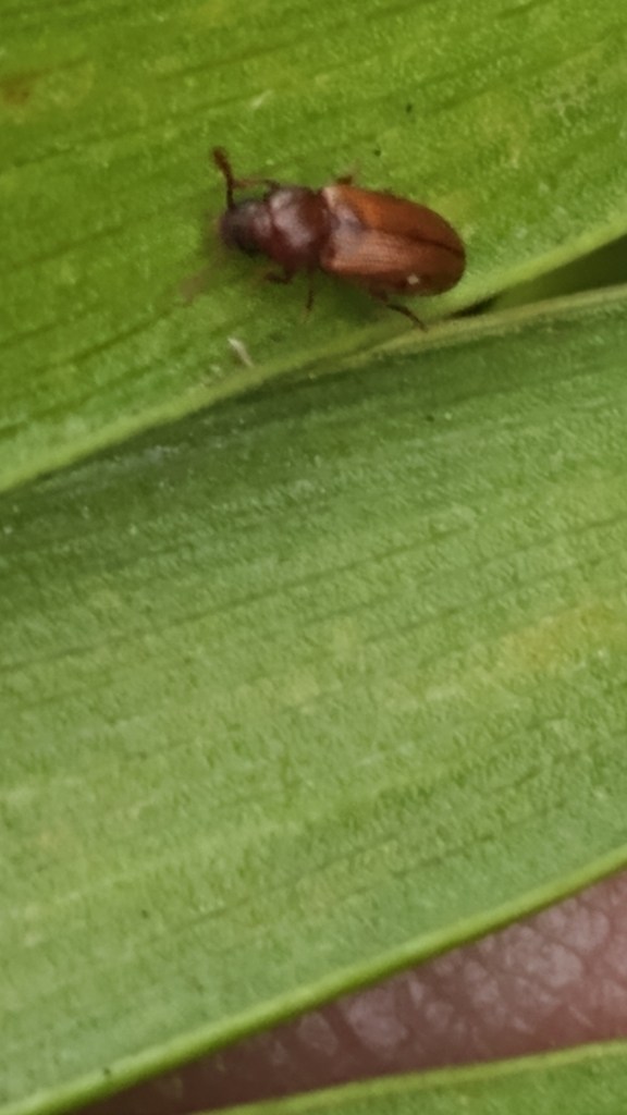 Pharaxonotha floridana