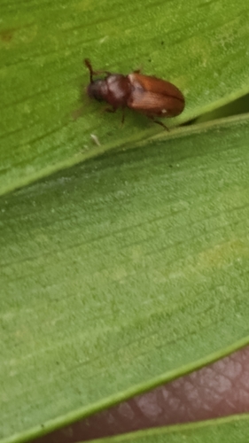 Pharaxonotha floridana