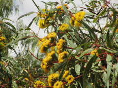 Eucalyptus erythrocorys