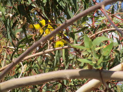 Eucalyptus erythrocorys