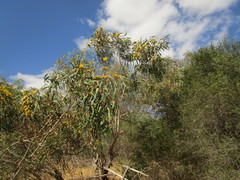 Eucalyptus erythrocorys