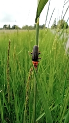 Cantharis annularis