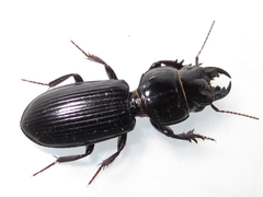 Scarites vicinus