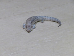 Tiliqua scincoides intermedia