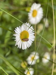 Lapposyrphus