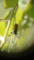 Labidostomis taxicornis
