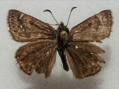 Erynnis persius borealis