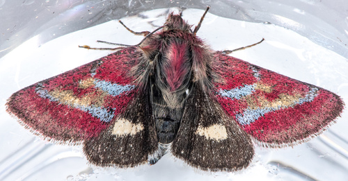 Schinia pulchripennis photo 3