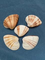 Lamelliconcha concinna