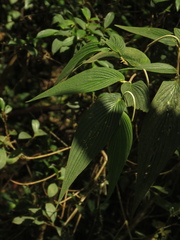 Piper lanceifolium