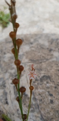 Asphodelus tenuifolius