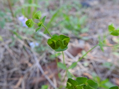 Euphorbia tetrapora