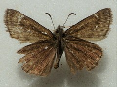 Erynnis persius borealis