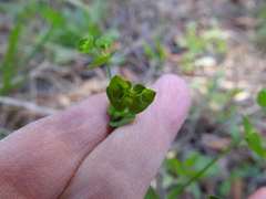 Euphorbia tetrapora