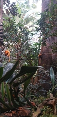 Leontopithecus rosalia