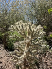 Cylindropuntia bigelovii