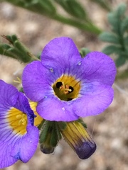 Phacelia bicolor