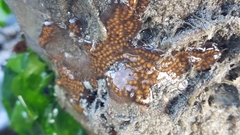 Botrylloides diegensis