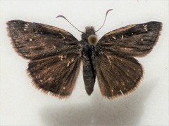Erynnis persius borealis