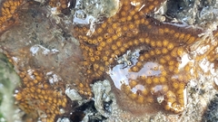 Botrylloides diegensis