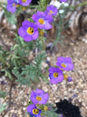 Phacelia bicolor