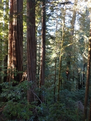 Sequoia sempervirens