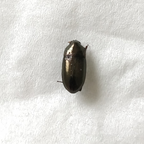 Common Sun Beetle, Wageningen, Nederland, photo 6 of 10