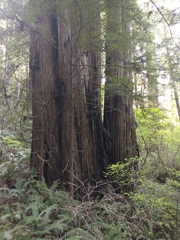 Sequoia sempervirens