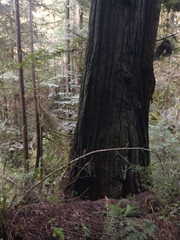 Sequoia sempervirens