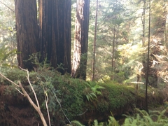 Sequoia sempervirens