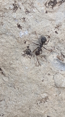 Iberoformica subrufa