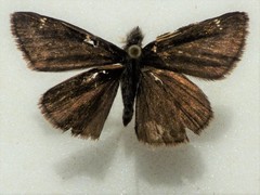 Erynnis persius borealis