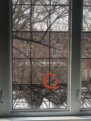 Sciurus carolinensis