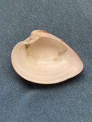 Lamelliconcha concinna