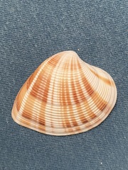 Lamelliconcha concinna
