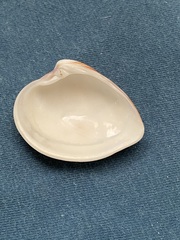 Lamelliconcha concinna