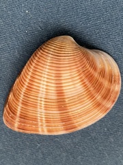 Lamelliconcha concinna