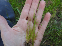 Isolepis carinata