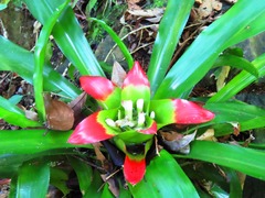 Nidularium innocentii