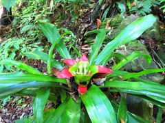 Nidularium innocentii